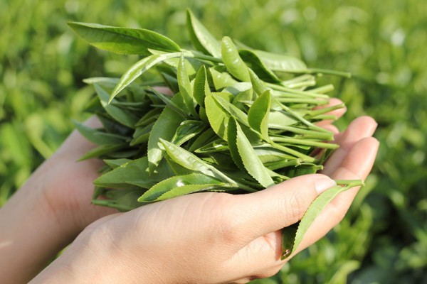 Kem dưỡng ẩm chiết xuất từ lá trà xanh vừa có tác dụng kháng viêm vừa có tác dụng cấp ẩm cho làn da